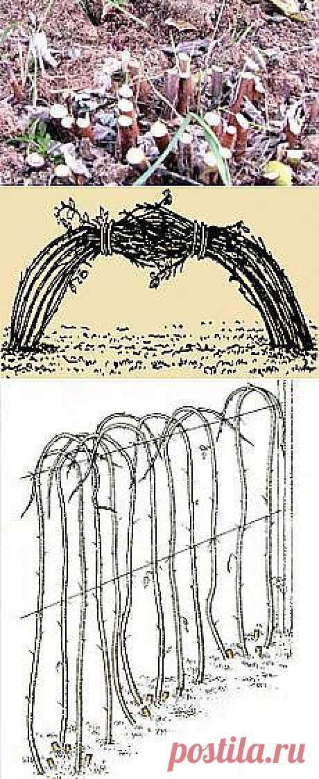 Поиск на Постиле: малина