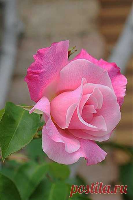 Roses 2 | ดอกไม้ของปุณ