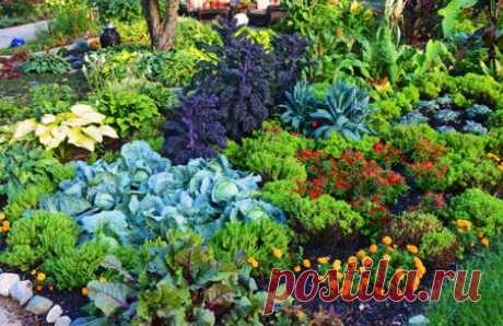 Смешанные посадки: цветы и овощи
