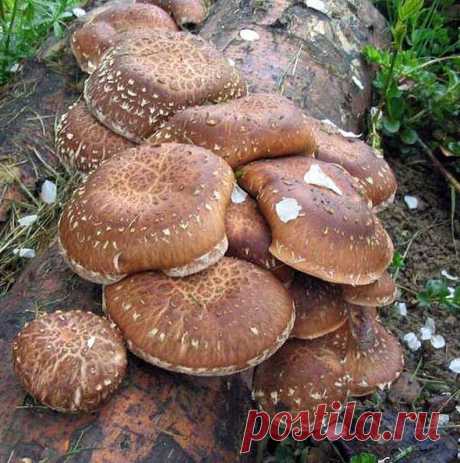 Секреты лечения грибами: Как «работают» целебные грибы