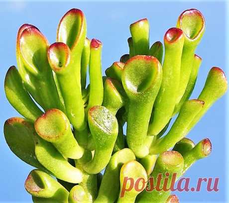 Orelha de Shrek - Suculenta Nome científico: Crassula Ovata Gollum Embora possa ficar bem ao sol, com um bonito contorno vermelho em cada ponta de folha, tendem a ficar enrugadas e sem brilho, por isso aconselha-se que seja cultivada a meia-sombra. É um bonito exemplar de suculenta, muito curiosa pelo formato das folhas, que antes de serem apelidadas como "orelhas de Shrek", eram "orelhas de Hobbit" ou "dedos de ET"! Tamanho da muda com aproximadamente 5cm. Equivalente à S...