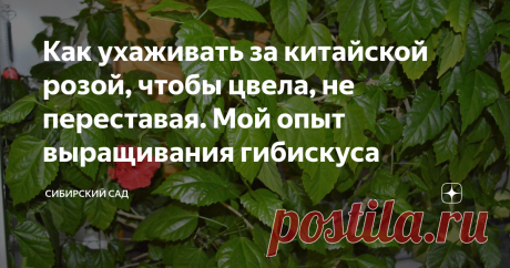 Как ухаживать за китайской розой, чтобы цвела, не переставая. Мой опыт выращивания гибискуса В фойе нашего дом культуры растет шикарный гибискус – китайская роза. Такой красивый, загляденье просто! В прошлом году моя падкая на цветы душа не вынесла этой красоты, и я тихонечко отщипнула веточку, чтобы укоренить ее дома. Черенок прижился, пошел в рост и… почти год не давал цветов. Почему не цветет гибискус и что делать, чтобы он зацвел – расскажу ниже.
Желтые томаты от Партнера. Купила 5