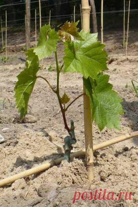 Как помочь винограду прижиться и стать мощным кустом в первый год посадки
