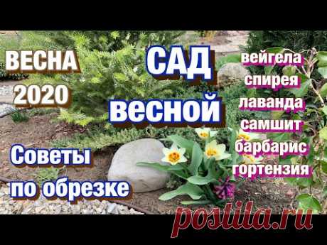 САД ВЕСНОЙ. Советы по обрезке спиреи, вейгелы, гортензии, самшита, лаванды, барбариса...