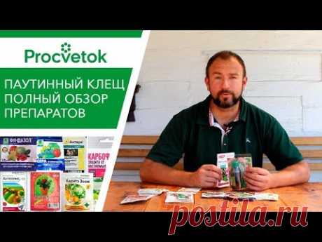 Паутинный клещ. Как обнаружить, как избавиться? Обработка сада и огорода от паутинного клеща.