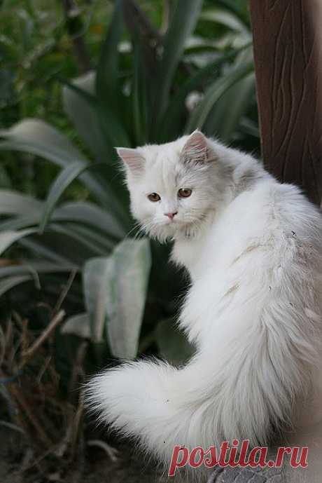 cat | Flickr - Photo Sharing!