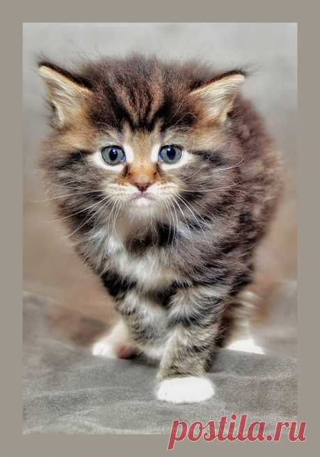 Котенок Кошка Ребенок Сердитый Мэн - Бесплатное фото на Pixabay