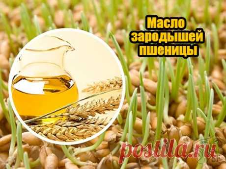 Масло зародышей пшеницы – целебные рецепты