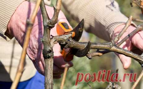 Как правильно обрезать виноград – подробная инструкция для новичков | В саду (Огород.ru)