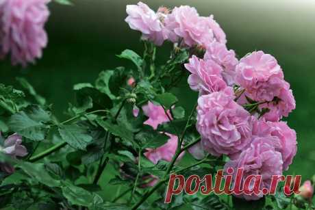 Мускусные розы: описание, фото, особенности ухода, сорта