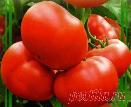 Сорта томатов для консервации на зиму, не требующие опыления и отлично подходящие для выращивания в теплице | Сад, дом, огород | Яндекс Дзен