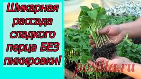 ОТЛИЧНЫЙ ОГОРОД | КАК ВЫРАСТИТЬ МНОГО КРАСИВОЙ РАССАДЫ СЛАДКОГО ПЕРЦА - ВСЁ В ОДНОМ ВИДЕО!