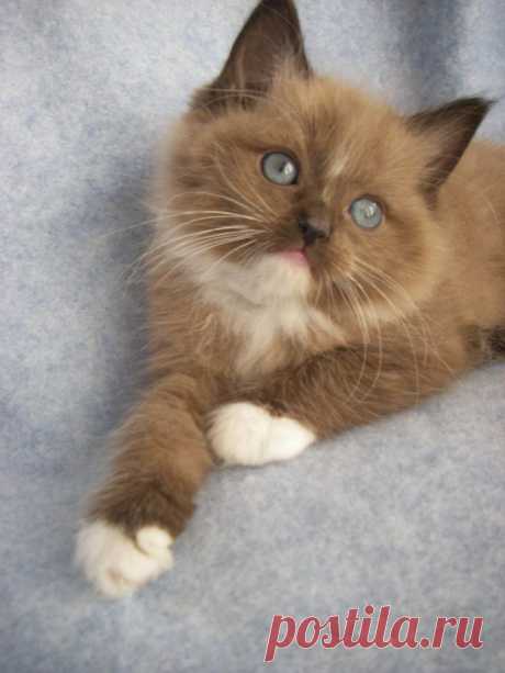 Ragdoll Cat