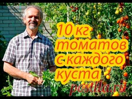 Помидоры. 10 кг томатов с каждого куста. Как этого достичь. Реальный опыт. - YouTube