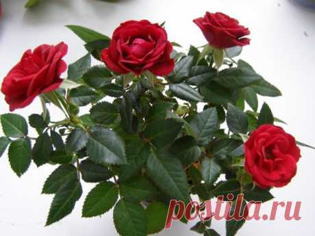 Как укоренить розу из букета? Как часто в подаренном букете собраны красивейшие розы и нам очень ...