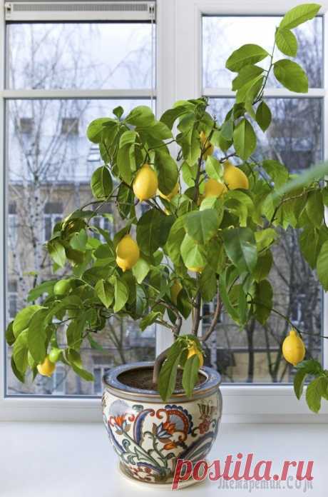 О правилах ухода и проблемах при выращивании комнатного лимона