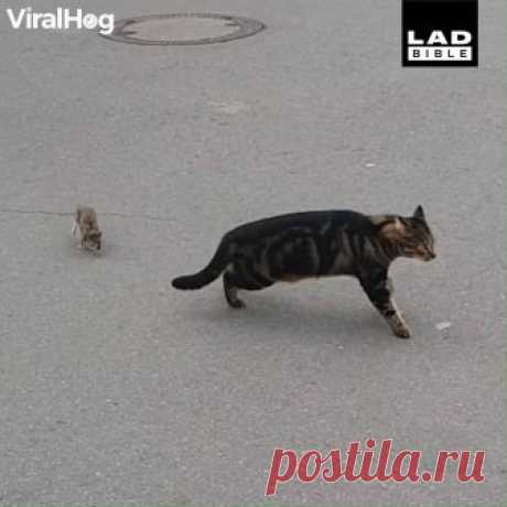 Tabled Turned On Cat Chasing A Rat