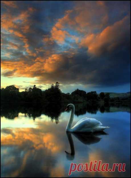 A swany sunset - Spittalfield, Scotland | Swan lake and duck pond | P…