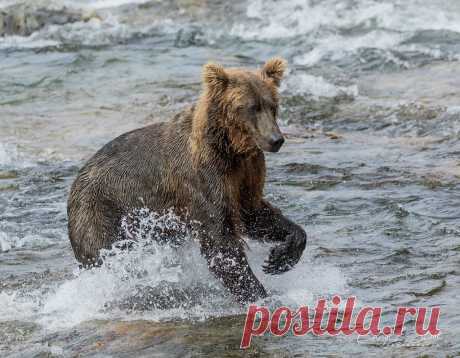 Ready for Action Focus and determination - a young grizzly has its eye on the target. Funnel Creek, Katmai N.P. and Preserve, AK, during the sockeye salmon run last summer.