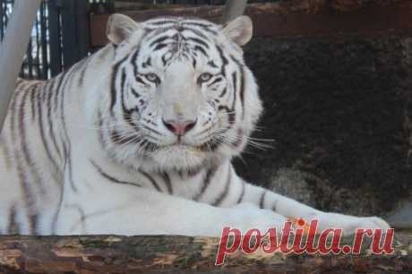 В крымский сафари-парк «Тайган» привезли пять редких бенгальских тигров. Бенгальские тигры не встречаются в дикой природе и живут только в зоопарках.