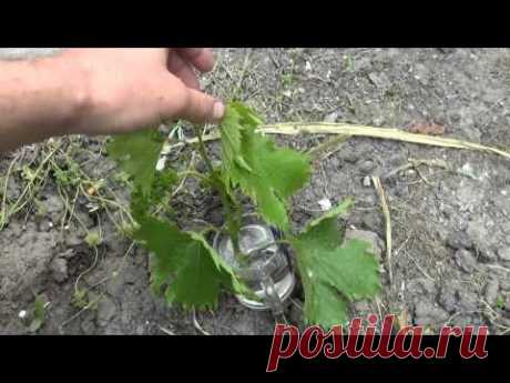 Сроки прививки винограда Terms grafting grapes - YouTube