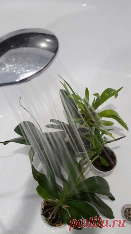 Горячеватый душ для домашних растений — 6 соток