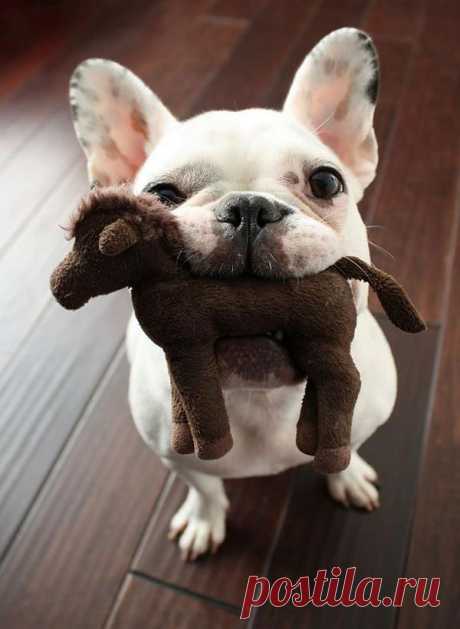 милый, собака, домашнее животное, щенка - вдохновляющая картина на Favim.com