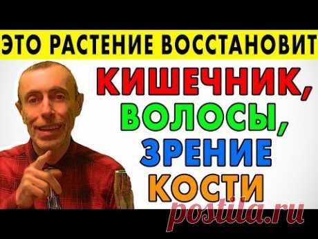 ЭТО РАСТЕНИЕ ВОССТАНОВИТ КИШЕЧНУЮ МИКРОФЛОРУ, ВОЛОСЫ, КОСТИ, ЗРЕНИЕ! Тыква рецепты тыквенные семечки