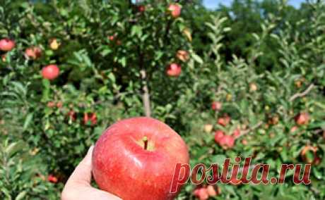 Fruit Trees: Years to Fruit - Stark Bro's