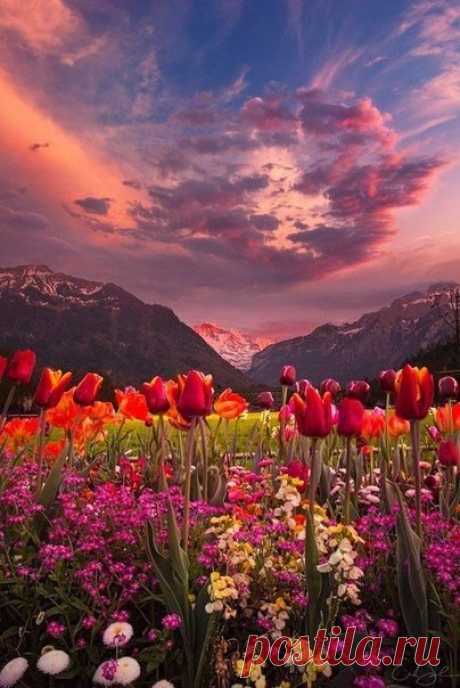 Долина тюльпанов, Интерлакен, #Швейцария@discoverygroup