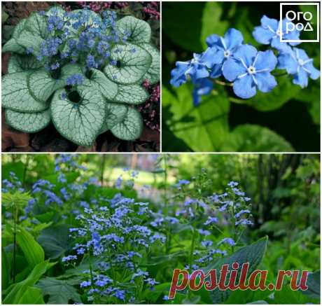 11 красивых цветов для тени и полутени | Цветники и клумбы (Огород.ru)