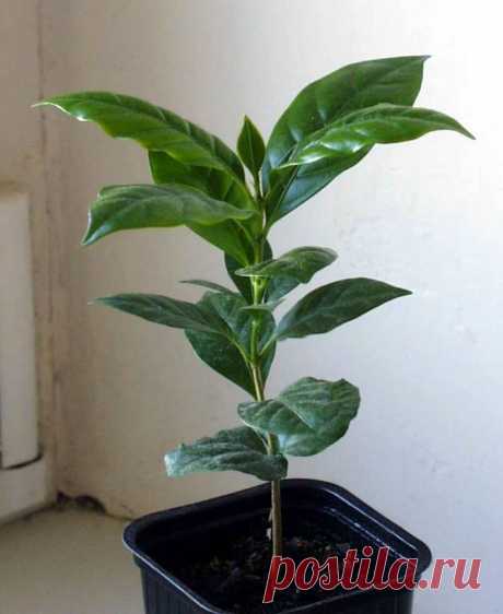 КОФЕЙНОЕ ДЕРЕВО (Coffea arabika L.)  Арабика. Многол. Комнатное. Множество зёрен кофе, которые вырастут от саженца, порадуют Вас вкусной чашечкой кофе. И сам саж. – прекрасный подарок.  1 саж. -  250 руб. Вышлю каталог растений. Пишите на kippiep@mail.ru