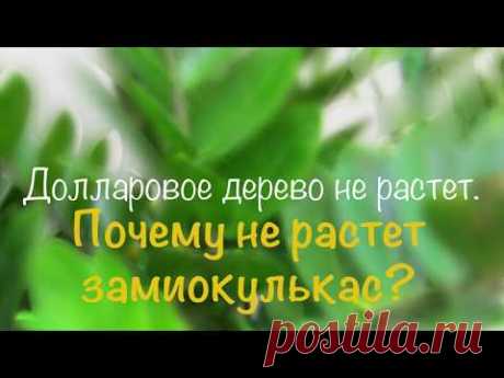 Почему не растет Замиокулькас? Быстрое решение проблемы!