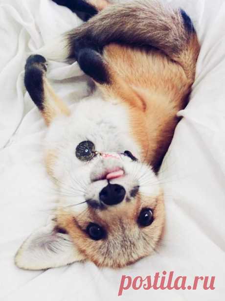 Самая счастливая лисица Джунипер покоряет Instagram