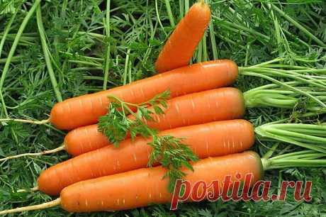 Теперь урожая моркови у меня всегда много, а какая она вкусная: залог этому правильные подкормки (обязательно берите на заметку) | Дневник деревенского садовода 2.0 | Дзен