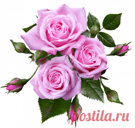 Розы Миниатюра - Бесплатное фото на Pixabay