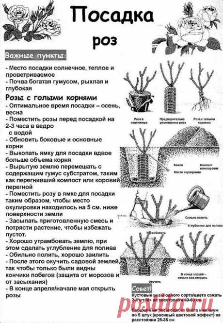 posadka-roz.jpg (600×867)