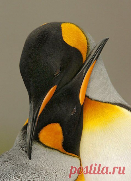 Penguin love