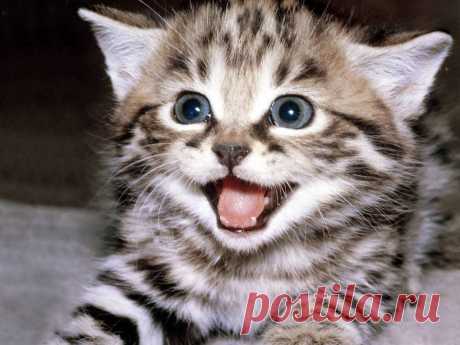15 котов, которые покажут вам, как надо улыбаться!