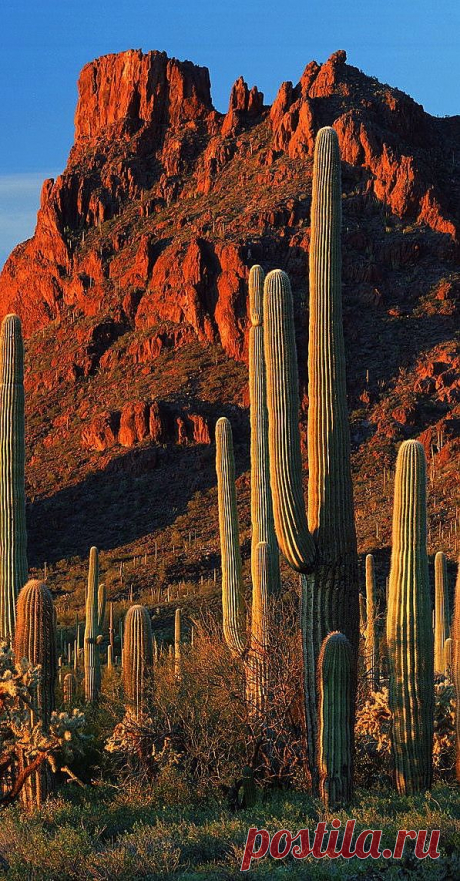 Sonoran Desert | Arizona