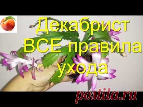 Декабрист ВСЕ Секреты Цветения Все правила Уход Schlumbergera Почему не цветет Шлюмбергера  Октябрь