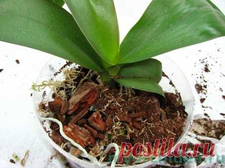 Грунт для орхидей своими руками: состав, почва, земля