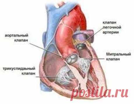 Трикуспидальная регургитация – симптомы, лечение