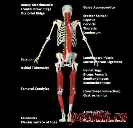 SFMA and Anatomy Trains: Concepts For Assessment and Treatment