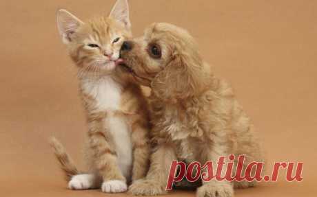 Милейшие фото котят и щенков | Кошки и собаки Пульс Mail.ru