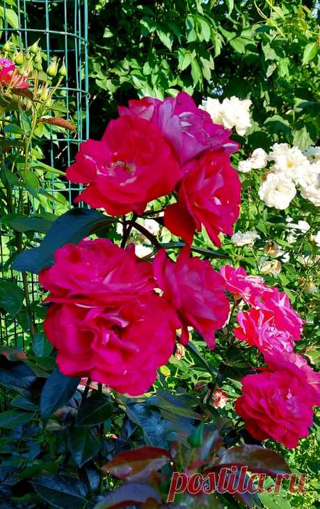 О розе, растущей на одной "ноге" и про рецепты стимуляции роз | Цветочница Анюта 🌹 | Яндекс Дзен