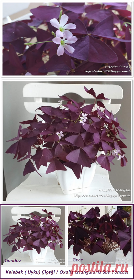 NaLaN'ın Dünyası : Kelebek - Uyku Çiçeği / Oxalis triangularis Süs Yoncası