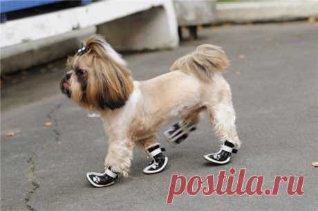 Собаки впервые в жизни надевают ботиночки - смешное видео | Дай лапку