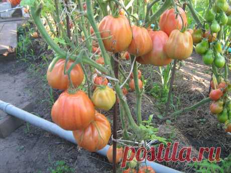 Для чего поливаю помидоры марганцовкой несколько раз в перид вегетации | Советы дачника и цветовода | Яндекс Дзен