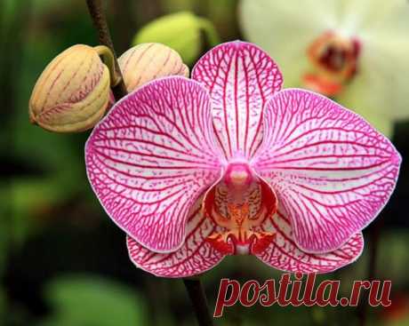 Орхидеи: многообразие окрасов, форм и видов